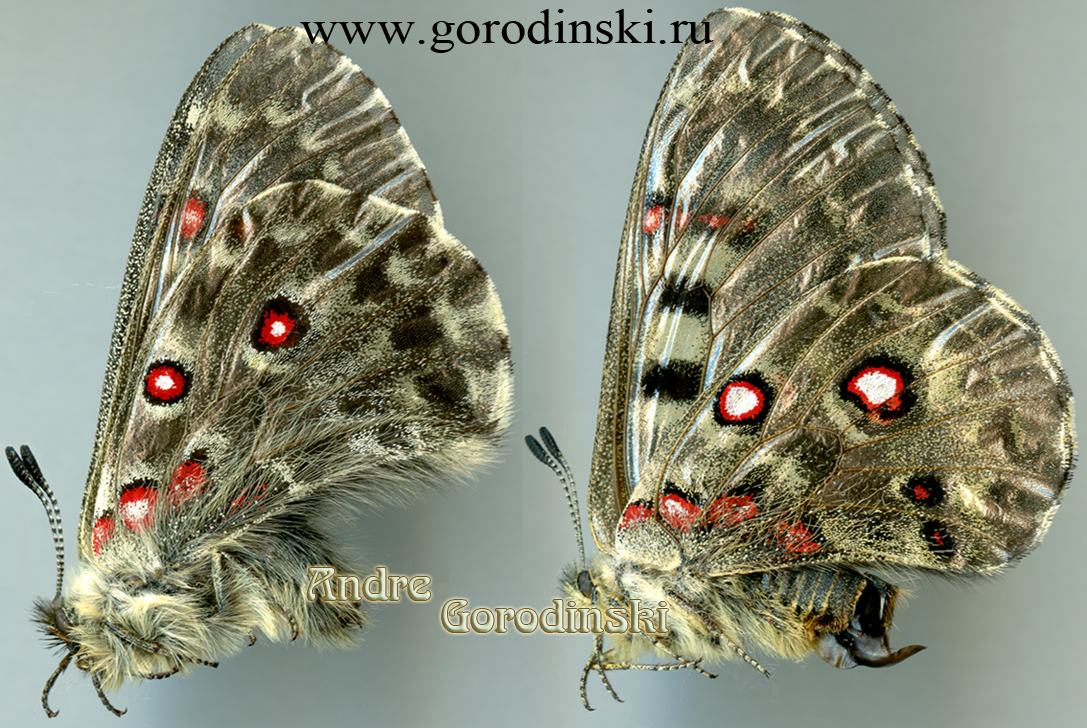 http://www.gorodinski.ru/papilionidae/Parnassius epaphus poeta.jpg